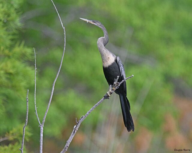 Anhinga