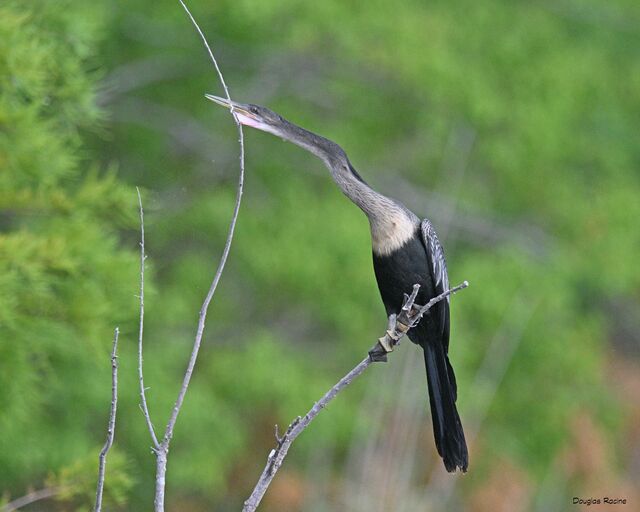 Anhinga