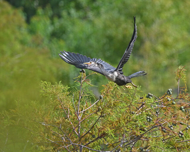 Anhinga