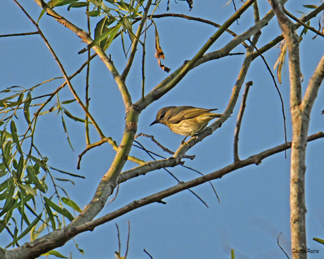 Cape May Warbler