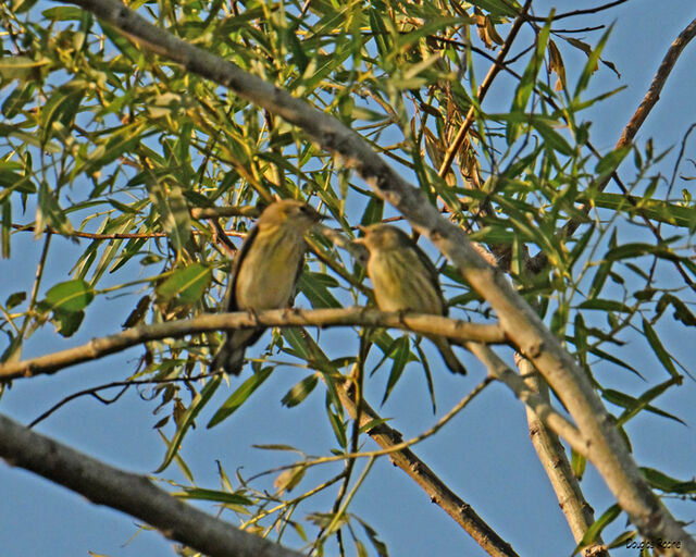 Cape May Warbler