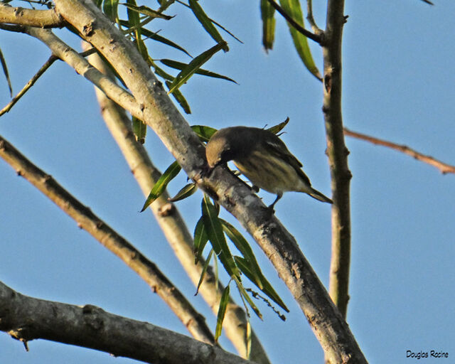 Cape May Warbler