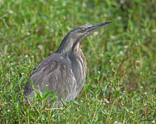 American Bittern