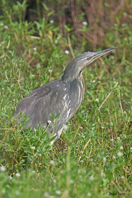 American Bittern