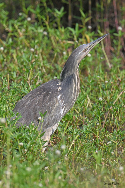 American Bittern