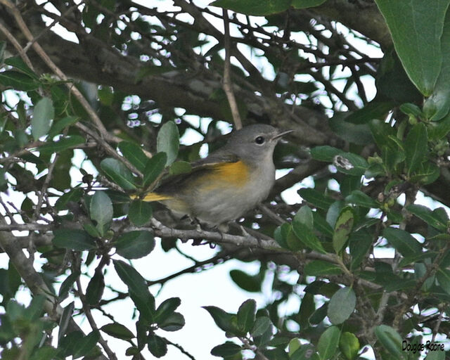 American Redstart