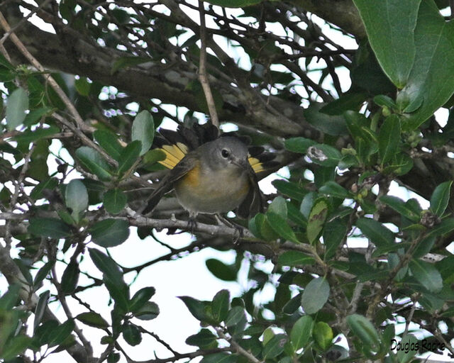 American Redstart