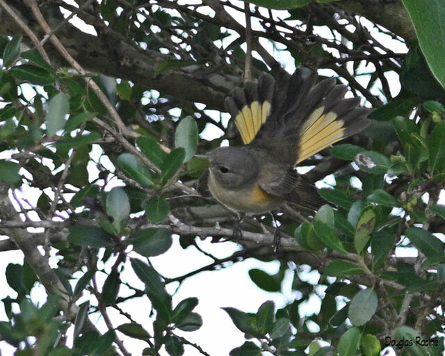 American Redstart