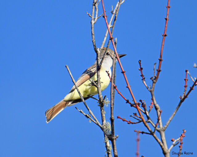 Ash-throated Flycatcher