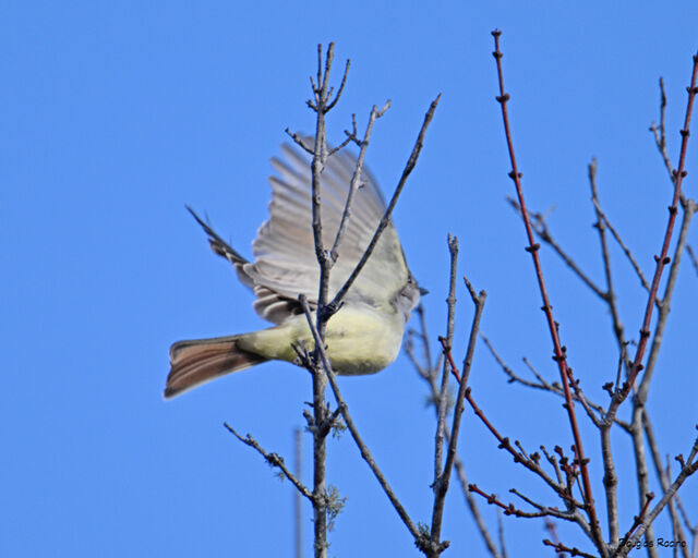 Ash-throated Flycatcher