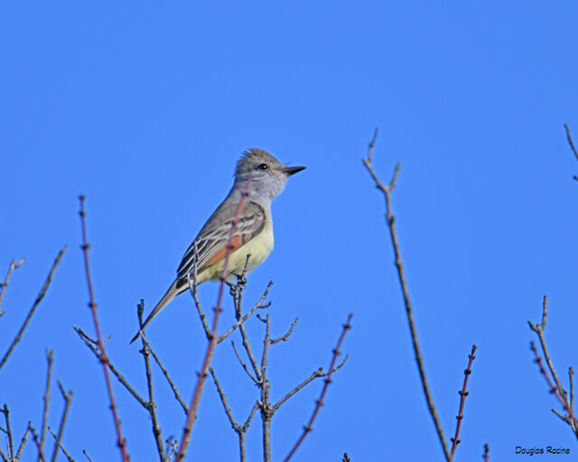 Ash-throated Flycatcher