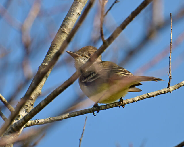 Ash-throated Flycatcher