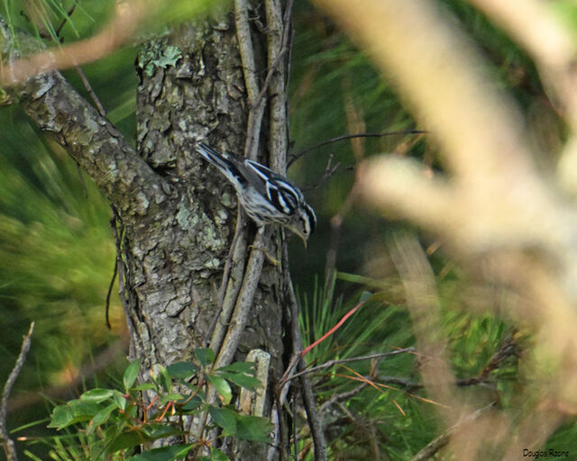 Black-and-white Warbler