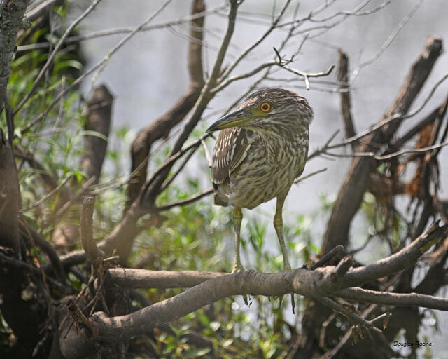 Black-crowned Night-Heron