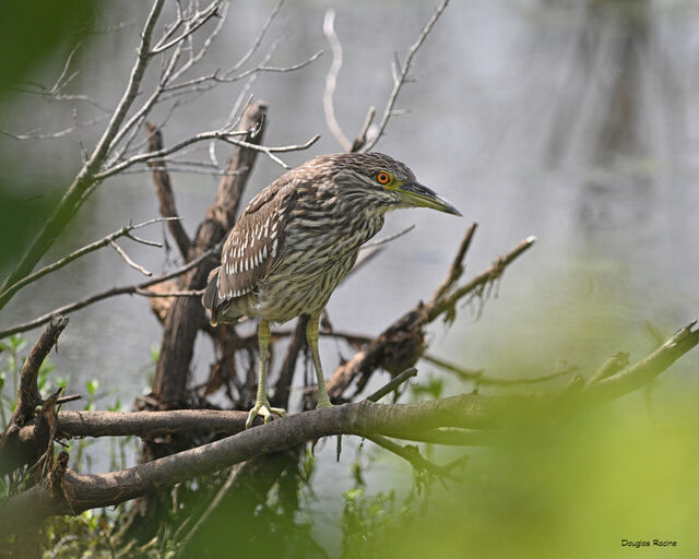 Black-crowned Night-Heron