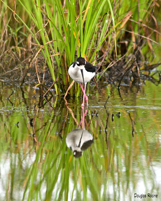 Black-necked Stilt