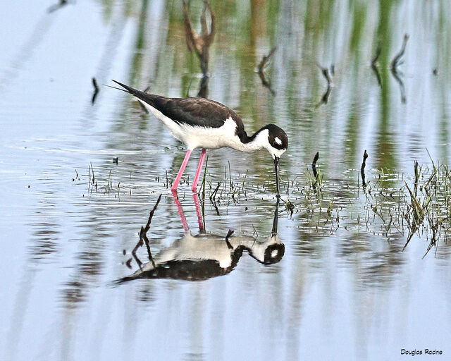 Black-necked Stilt