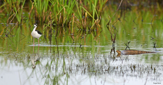 Black-necked Stilt