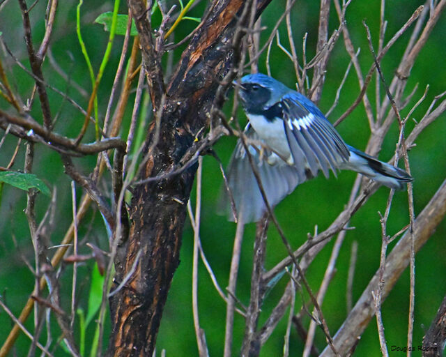 Black-throated Blue Warbler