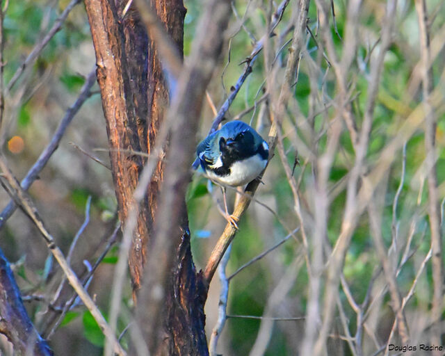 Black-throated Blue Warbler