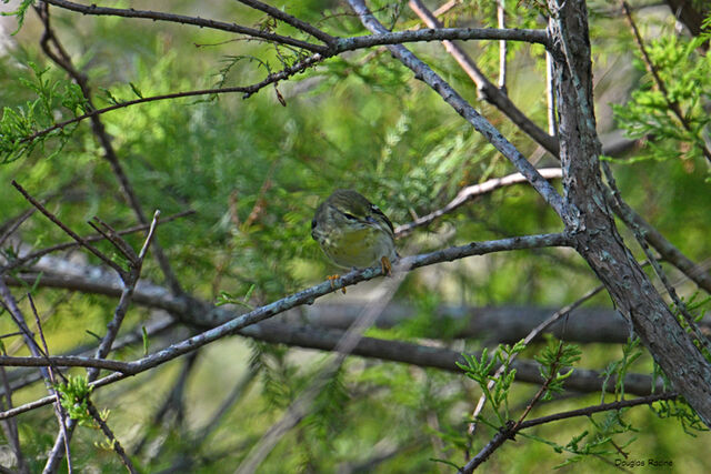 Blackpoll Warbler