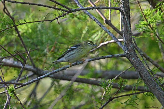 Blackpoll Warbler