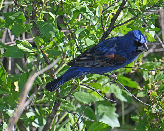 Blue Grosbeak