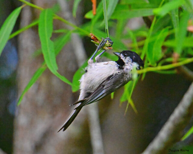 Carolina Chickadee