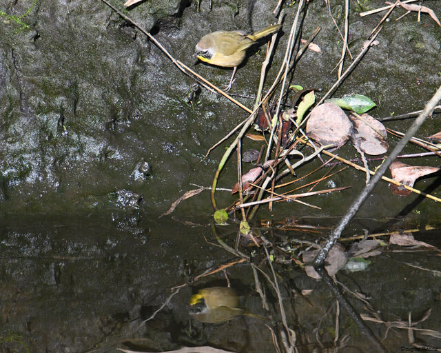 Common Yellowthroat