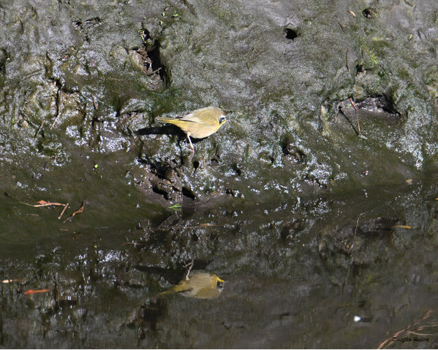 Common Yellowthroat