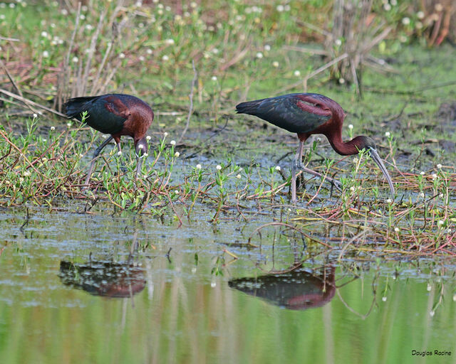 Glossy Ibis