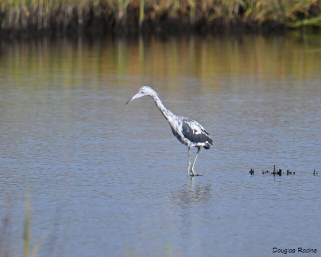 Little Blue Heron