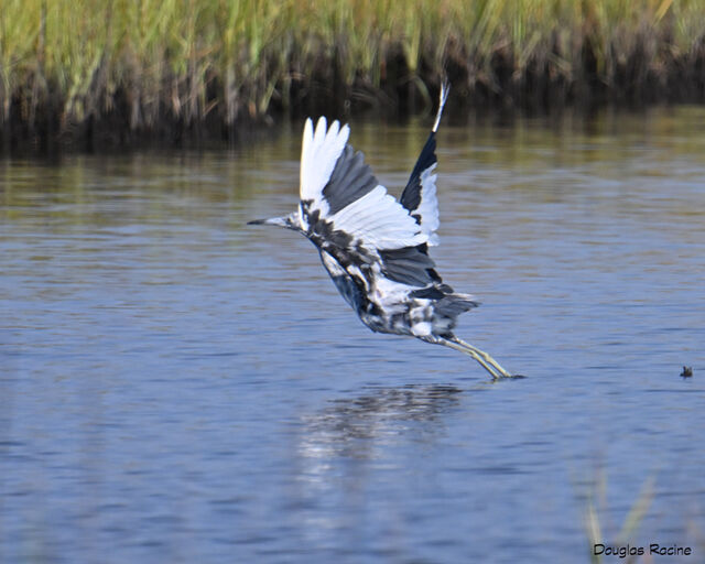 Little Blue Heron