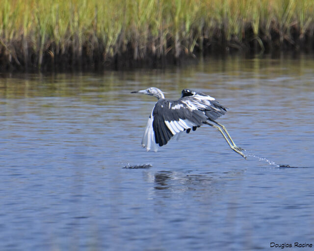 Little Blue Heron