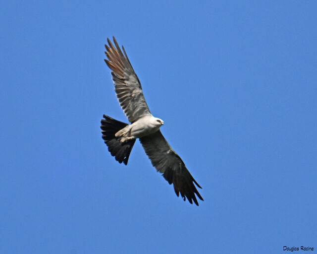 Mississippi Kite