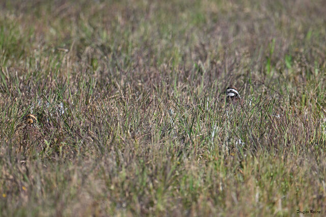 Northern Bobwhite