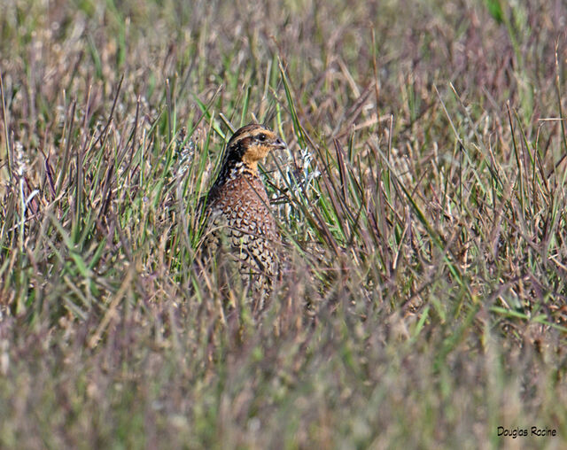 Northern Bobwhite