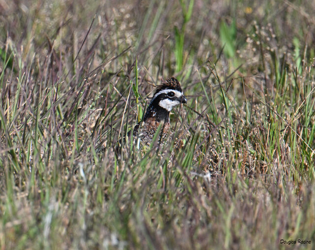 Northern Bobwhite