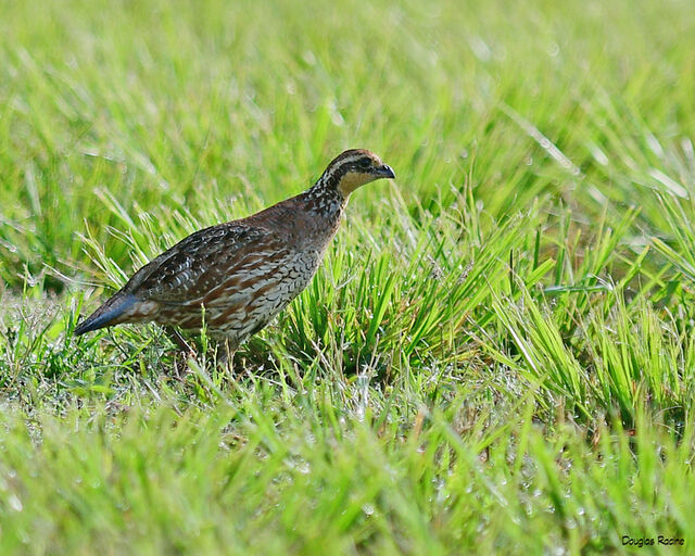 Northern Bobwhite