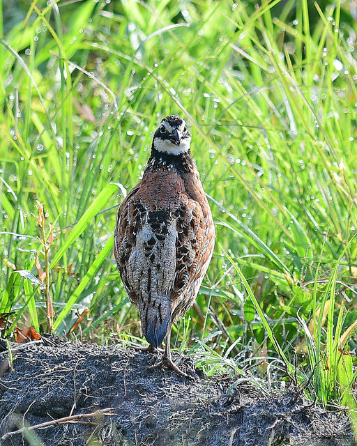 Northern Bobwhite