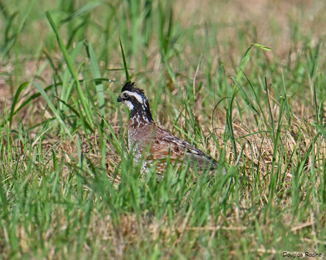 Northern Bobwhite