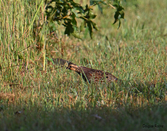 Northern Bobwhite