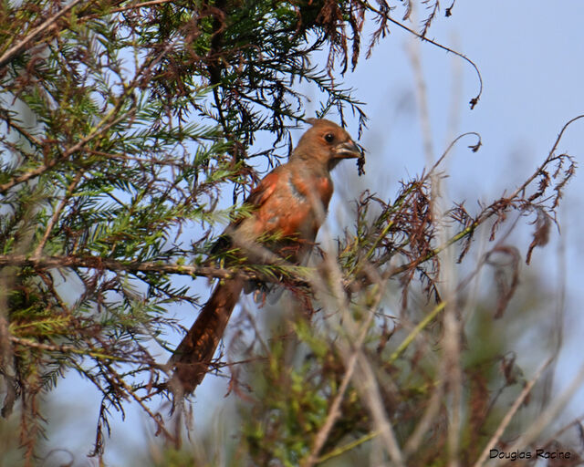 Northern Cardinal