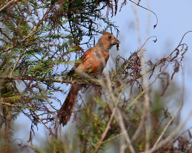 Northern Cardinal