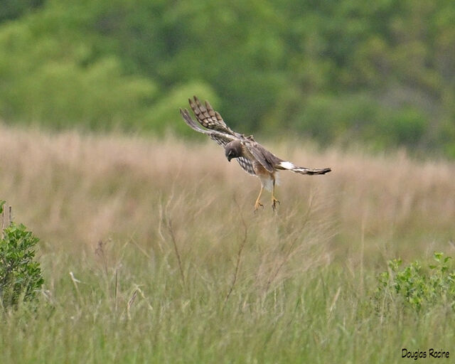 Northern Harrier