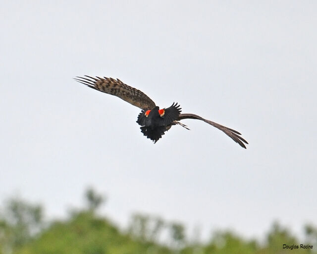 Northern Harrier