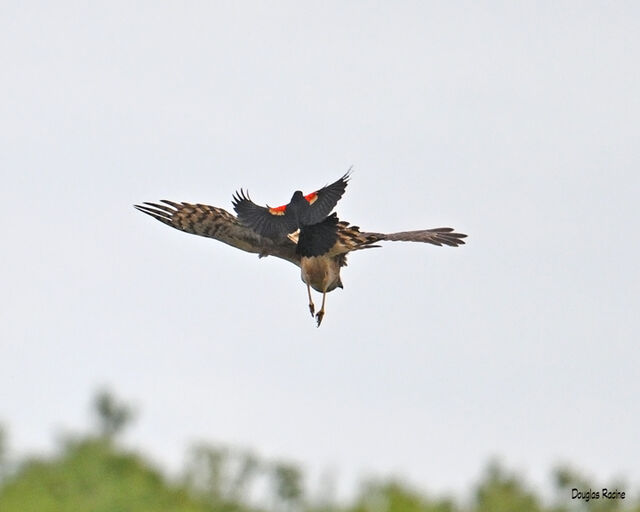 Northern Harrier