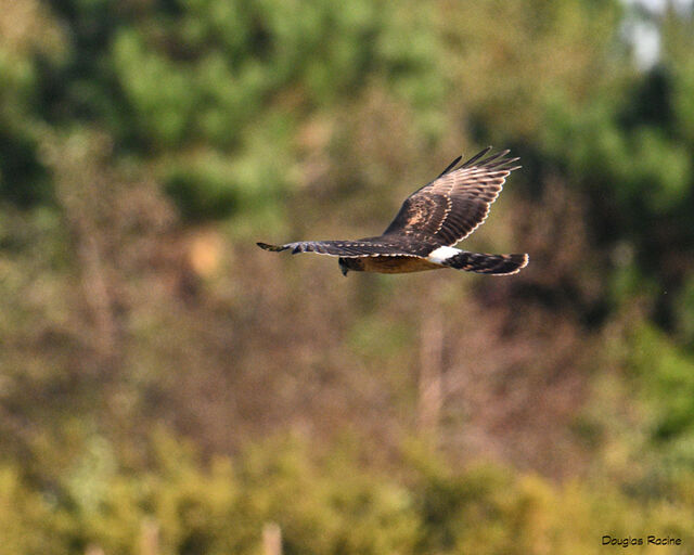 Northern Harrier