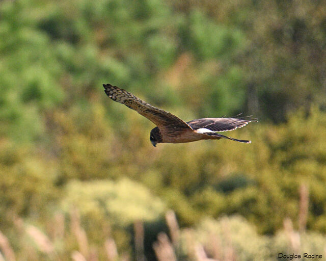 Northern Harrier