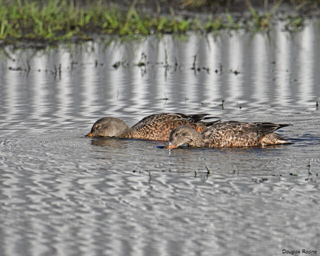 Northern Shoveler